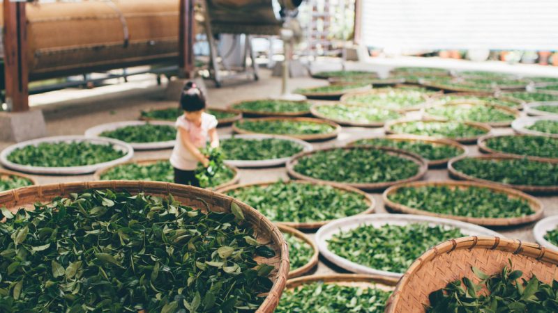 Trình tự tiến hành công bố sản phẩm trà xanh sấy khô